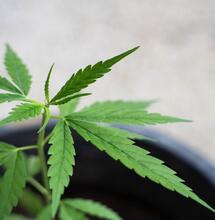 Poda de marihuana apical, FIM y pinzado