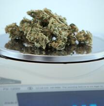 Kalifornie a daně z konopí