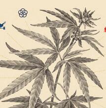 Políticas para el desarrollo sostenible del Cannabis