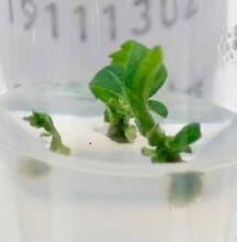 La polyploïdisation, un moyen potentiel d'accroitre les récoltes