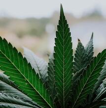 Cannabis: eficiencia en fitorremediación de suelos contaminados