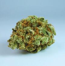 Portugalia uprawia medyczną marihuanę