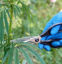 Tutto ciò che devi sapere sulla potatura della cannabis