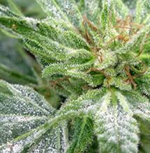 Echter Mehltau bei Cannabis: Vorbeugung und effektive Bekämpfung