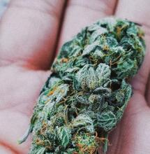 Rozeznejte kvalitní marihuanu od špatné