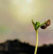 Preparar el Espacio de Cultivo y Germinación: Primer Paso