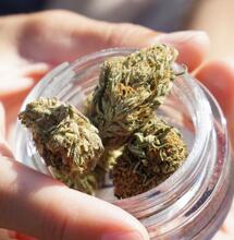 Proč je léčebné konopí stále více oblíbené?