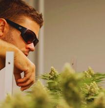 Profesjonalna uprawa konopi w Tajlandii. Rozmowa z growerem z Koh Samui