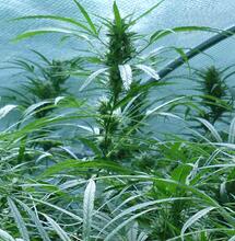 Une nouvelle proposition de loi pour la légalisation du cannabis