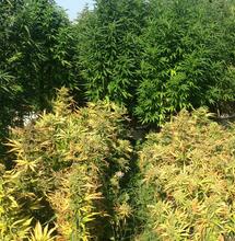 Culture extérieure sous le soleil de Provence