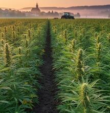 Przełom w rolnictwie? UE planuje uznać kwiaty konopi za produkt rolny