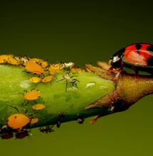 Přátelský hmyz při ochraně konopí před skůdci