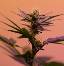 Přechodná fáze při pěstování konopí indoor a naše tipy