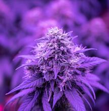 Představujeme nejznámější odrůdu léčebného konopí všech dob