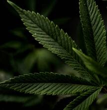 Přehnojení a co s tím? Vše se dá zachránit!