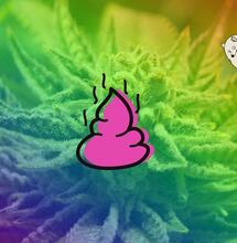 Psy, odchody i marihuana