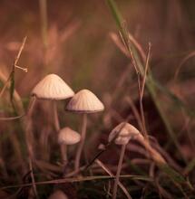 Psychadelics and Cannabis, Similar industries?