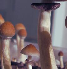 Psylocybina może pomóc zerwać z kokainą