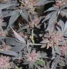 Comment lutter contre le viroïde latent du houblon ?