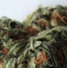 Para todos los gustos