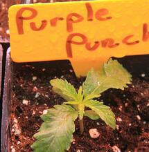 Purple Punch: Un sueño púrpura de resina