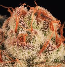 La Purple Punch: Une résine pourpre de rêve