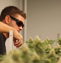 Wie ein Profi auf Koh Samui anbaut: „Qualität bedeutet nicht 30 % THC“