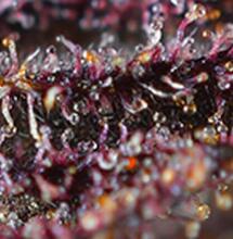 Tres variedades de cannabis moradas que te harán flipar