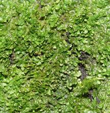 L’autre plante du mois : Radula perrottetii	