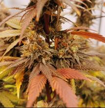 Raritäten der Welt der Cannabispflanzen