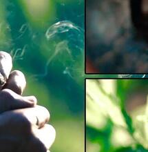 Une chanson pour célébrer la décriminalisation de l'usage de cannabis en Jamaïque