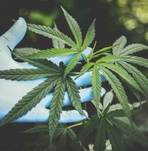 Rechter: CanAdelaar moet geuroverlast cannabis stoppen