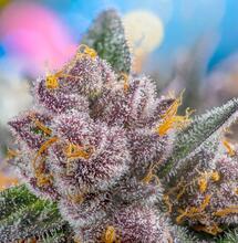 Variedades USA y Red Family de Sweet Seeds