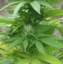 La Nouvelle-Zélande va t-elle voter pour la légalisation du cannabis ?