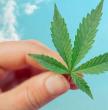 Italie : lancement d’un référendum sur le cannabis