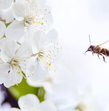 favorite hemp cultivar among bees 