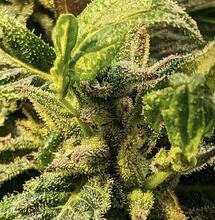  Réversion végétative : comment relancer une plante après floraison