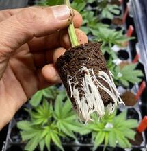 Rheinland‑Pfalz verbietet bewurzelte Stecklinge