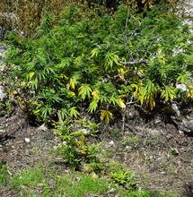 Roc-Hill, un spot de guérilla permacole