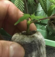 Desarrollo explosivo de las raíces