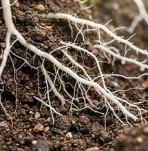 Is Phosphorus Important for Cannabis Plants?