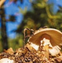 Oklahoma Sungrown : culture localisée avec champignons et hügelkultur