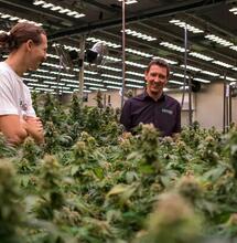 Below is the exclusive interview with Martin Anker of SANlight, where he shares extensively his experience and expertise on lamp use for growing Cannabis.
