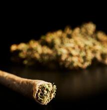 Rozkwit turystyki konopnej