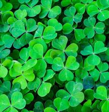 Rośliny wspomagające