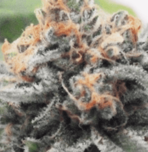 S.A.D. (Sweet Afghani Delicious) Wielki krasnolud