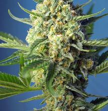 S.A.D. (Sweet Afghani Delicious)