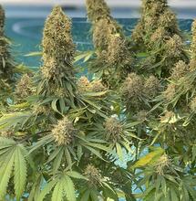 Seguimiento indoor de la variedad Morpheus de Buddha Seeds