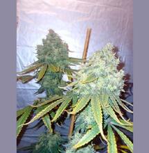SKYWALKER HAZE – GROW RAPORT