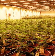 SOG (Sea of Green) spiegato ai grower di primo pelo